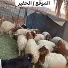 رخال للبيع