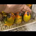 صن كنيور فرخ هدد
