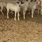 تيوس ذبايح للبيع