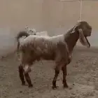 تيس ( تم البيع )