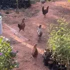 دجاج للبيع (تفريخ طبيعي بدون فقاسه)