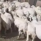 خرفان وتيوس ولاسعار مناسبه في خدمه التوصيل