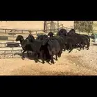 غنم عرب فاخره