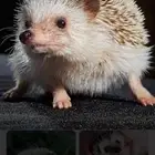 أزواج منتجه قنافذ