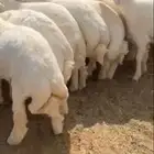 ذبائح حري نعيمي نجدي تيوس