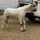 تيس بيشي فاخر