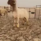 جذع صنف