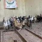 صوص بلدي