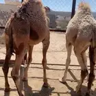 قعود ين للبيع