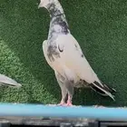 حمام باكستاني بيور