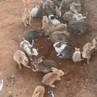 أرانب