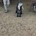 تيس (3شهور) عارضي طيب للبيع