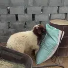 نعيمي