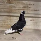 طبات قطايف
