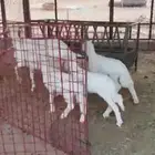 للبيع متبع حريه تحتها 3 ( تم البيع )