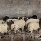 خرفان النعيم