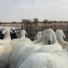 ذبايح طليان تفريد