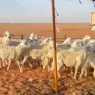 للبيع غنم حرش حريات طيبات