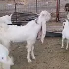 تيس هولندي مشروع فحل