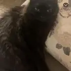 قطة انثى شيرازيه كبيره للتبني