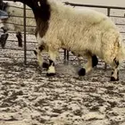 جذع صنف ومعرف