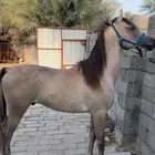 مهر واهو اشعل