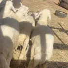 ذبايح حري ونعم سواكني