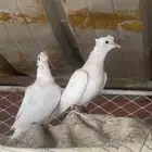 قماري