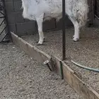 فحل حري مشروط طيب جدا جرم وشكل وشعره مشروط من كلش