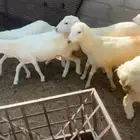 رخال