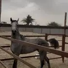 خيل. طرب.