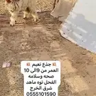 خروف جذع مشروع فحل