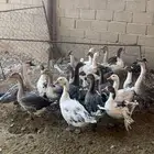 للبيع وز