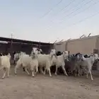 معزا مشاريك ( تم البيع )