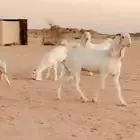 9 جفار ىتيس ضرايب مستوا عالي