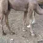 قعود