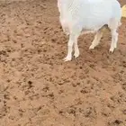 فحل حري جذع