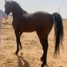 حصان البيع شعبي