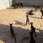 تيوس دواغير