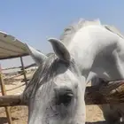 حصان شعبي طيب صحة وسلامة العمر خمس ست سنوات