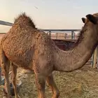 حاشي لباني فل شحم