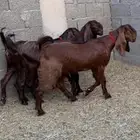 جفار قبرصيات