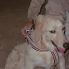 كلبه قولدن رتريفر بيور