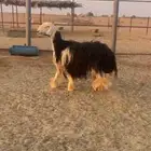 نجديه جذعه كفوو