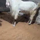 تيس خصم