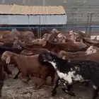 طليان سواكني 69 حمري مرابي