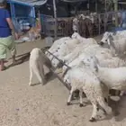 بهم سواكني ابيض