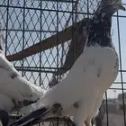 حمام باكستاني سخي تم البيع الله يبارك لك لي المشتري