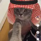 قطه للبيع وابي احد يخاف الله فيه