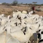 سواكن ابيض فل شحم